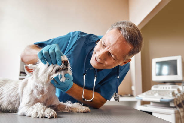 Best Root Canal Emergency Dentist  in Mertzon, TX